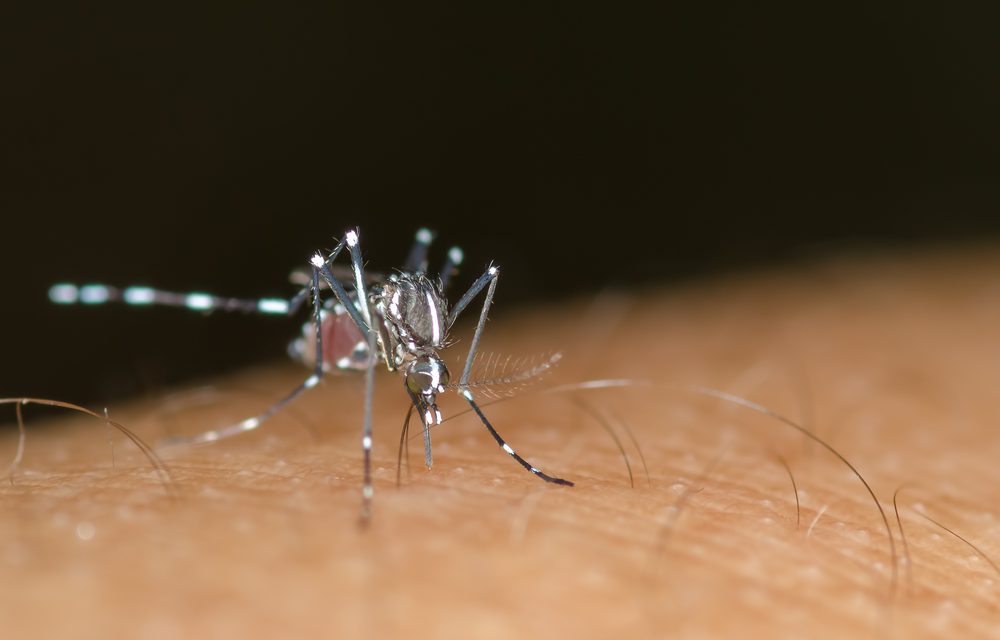 El Dengue, una infección que hemos de conocer si vamos de viaje a zonas endémicas