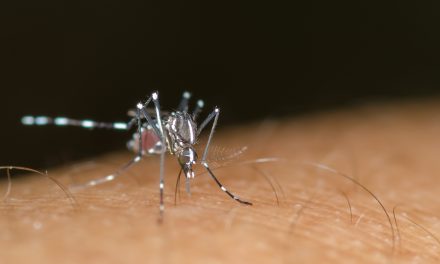 El Dengue, una infección que hemos de conocer si vamos de viaje a zonas endémicas