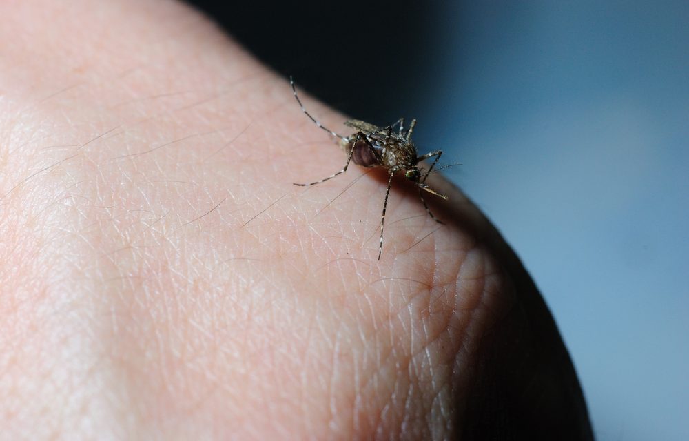 Virus Zika y mosquito Tigre, un peligro en aumento