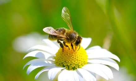 Por qué las abejas son imprescindibles