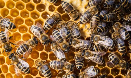 Las abejas, nuestras aliadas también frente los resfriados