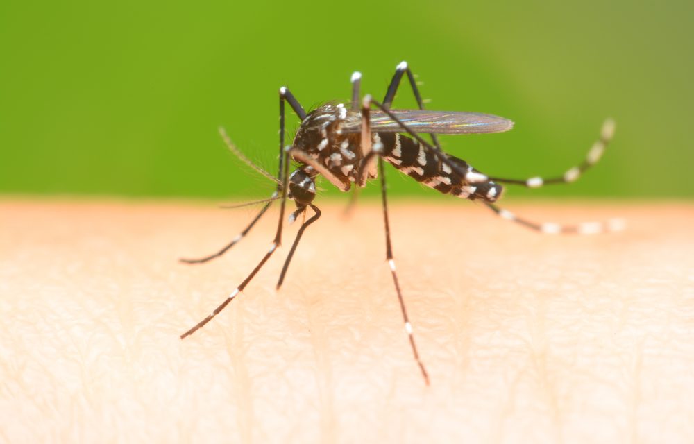 10 consejos para prevenir el contagio del virus Zika