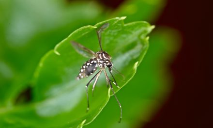 La crisis del Virus Zika