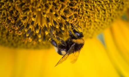 El polen: cómo tomarlo, beneficios para la salud