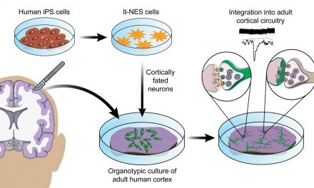 Investigadores españoles crean neuronas que pueden integrarse en tejido cerebral humano