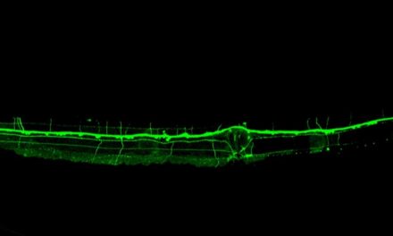 Un estudio del CSIC observa un mecanismo inédito en la formación de las neuronas sensoriales