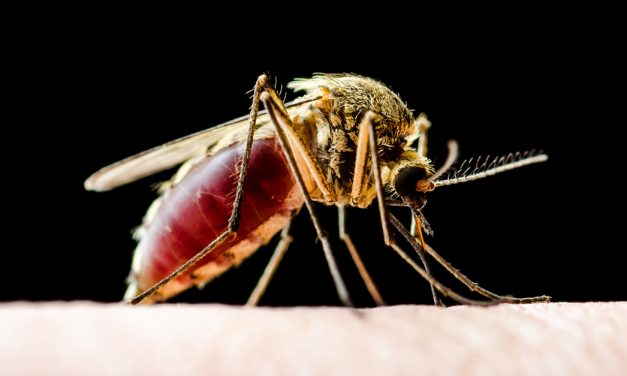 Se prevé que la malaria y el dengue afecten a miles de millones de personas más a finales de siglo