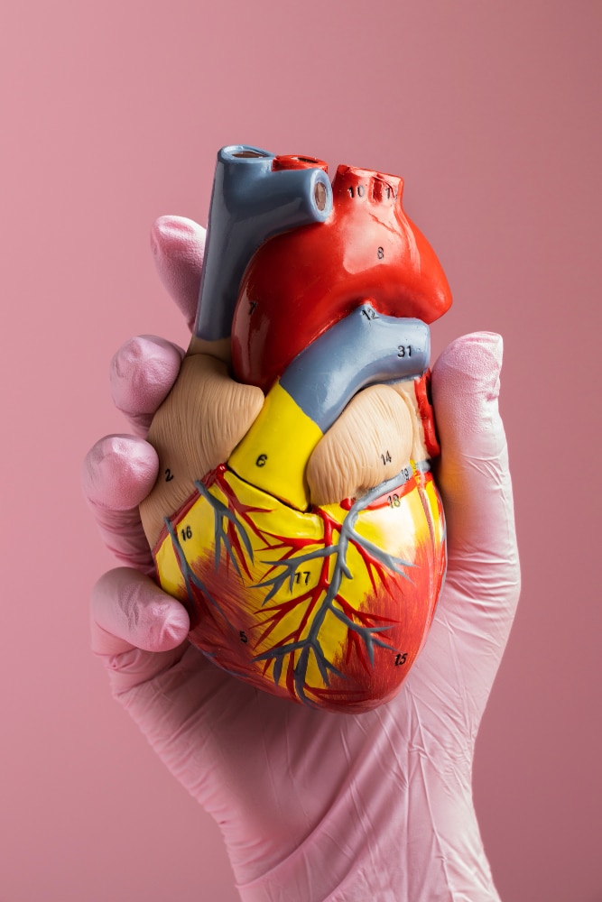 persona modelo anatomico corazon fines educativos - Hablemos de la insuficiencia cardiaca, una de las mayores causas de muerte prematura a nivel mundial