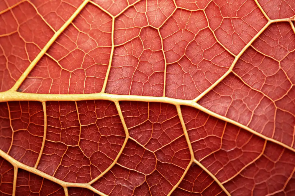 Detección Precoz de la Hipercolesterolemia Familiar - imagen primer plano venas de una hoja